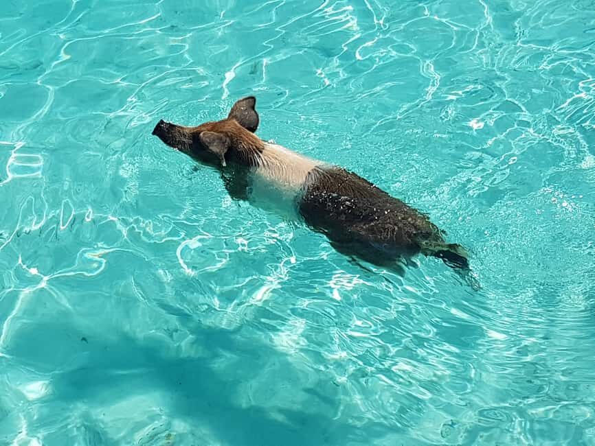 Nassau: Rose Island Swimming Pigs & Turtles Snorkeling Tour - Why swimming pigs and turtle viewing work on the same day