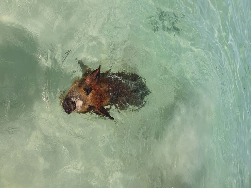 Nassau: Rose Island Swimming Pigs & Turtles Snorkeling Tour - Rose Island swimming pigs: the main event, done the right way