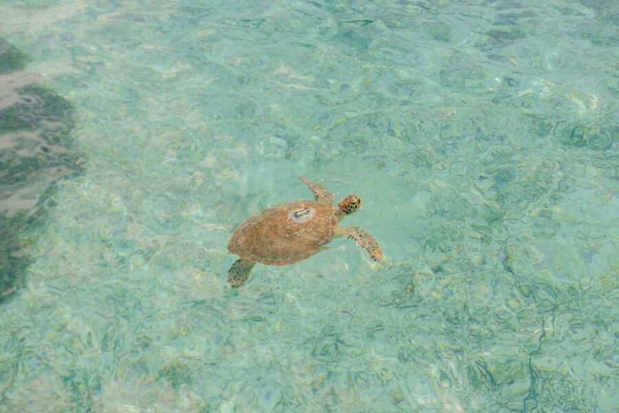 Nassau: Rose Island's Sand Dollar Beach Resort - Who should book this Nassau to Rose Island day trip