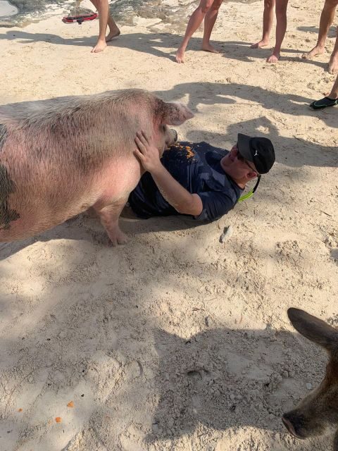 Nassau: Self-Drive Speedboat Ride and Pig Swimming Encounter - Who should book this Nassau speedboat and pig swim (and who should skip it)