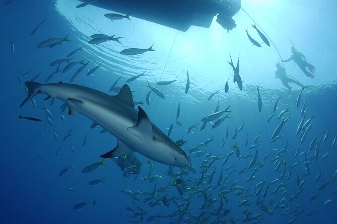 Nassau Shore Excursion: Bahamas Snorkel Adventure - Tropical Fish and Coral: What You Should Expect to See