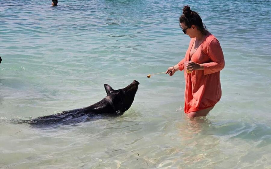 Nassau: Snorkeling, Pig Beach, Swim with Turtles, and Lunch - Key Things You Should Know Before You Go