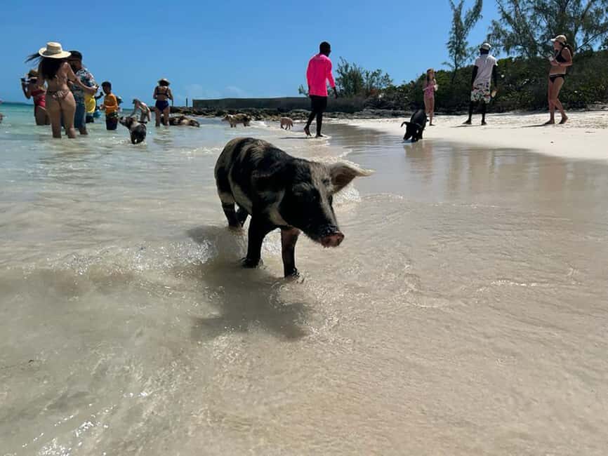 Nassau: Snorkeling, Pig Beach, Swim with Turtles, and Lunch - Getting There: Montagu Beach Is Easy, and Check-In Matters