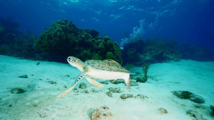 Nassau: Snorkeling, Pig Beach, Swim with Turtles, and Lunch - Rose Island: Island Time Where You Can Choose How You Spend It