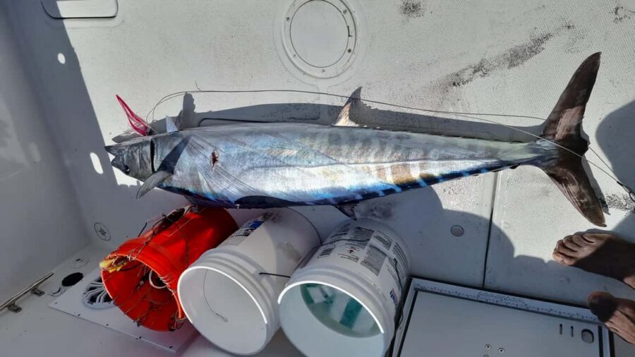 Nassau: Sport-fishing private charter . - The Crew Experience: Captain Javano and the First Mate Working the Deck