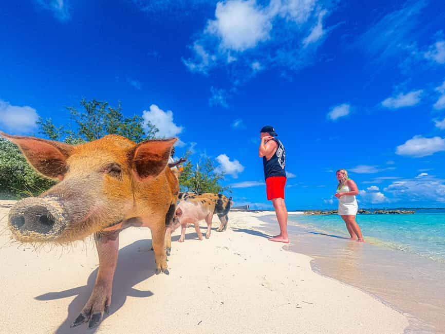 Nassau: Sun Cay and Swimming Pigs Boat Trip with Lunch - Pig Beach and the Swimming Pigs: How the 40 Minutes Typically Feels