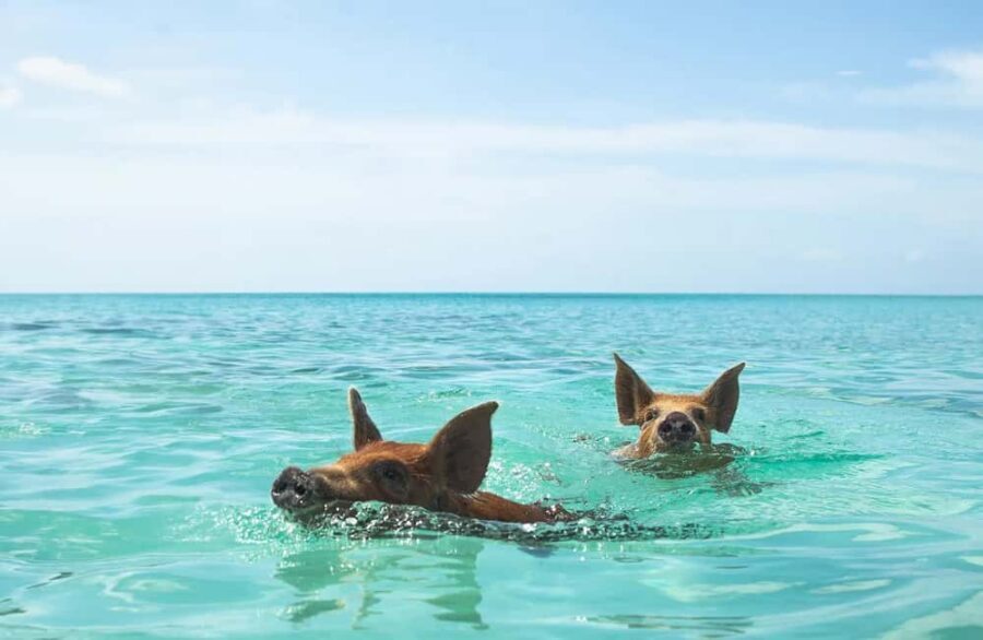 Nassau: Swimming Pigs and Private Beach Club Trip with Lunch - First: what this Rose Island day really feels like