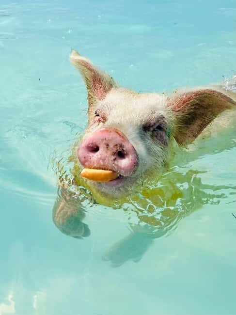 Nassau: Swimming Pigs and Private Beach Club Trip with Lunch - The guided portion: safety briefing and your swimming pigs encounter