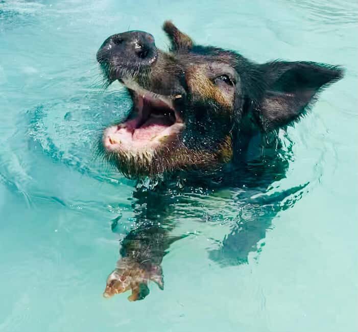 Nassau: Swimming Pigs and Private Beach Club Trip with Lunch - Lunch on the beach: Bahamian flavors plus one soft drink