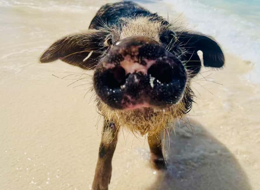 Nassau: Swimming Pigs and Private Beach Club Trip with Lunch - What $139 buys you (and how to judge the value)