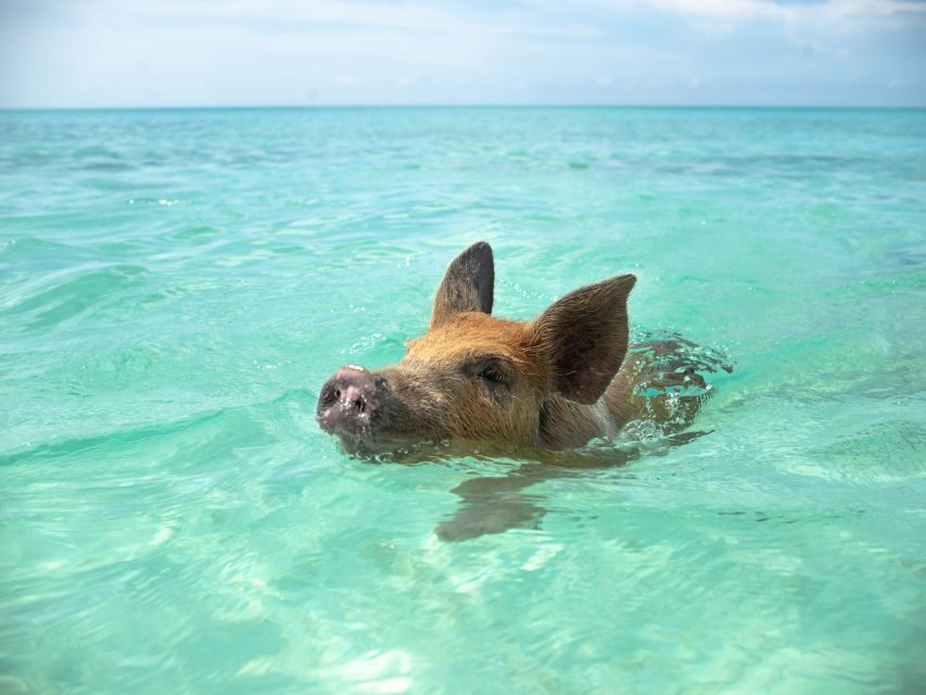Nassau: Swimming Pigs and Private Beach Club Trip with Lunch - Small practical tips that make the day smoother