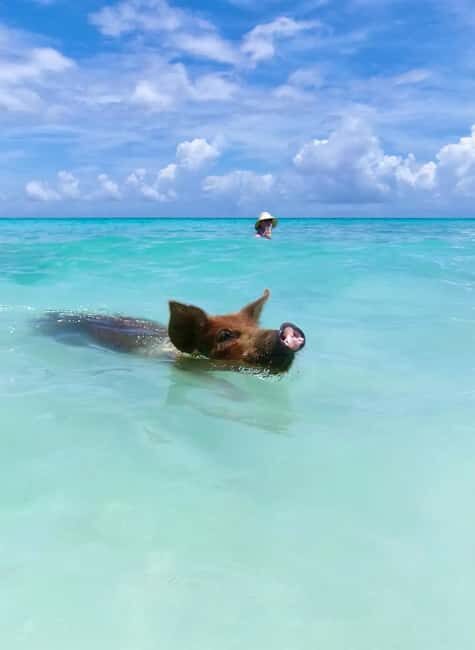 Nassau: Swimming Pigs and Private Beach Club Trip with Lunch - Should you book this swimming pigs and private beach club trip?