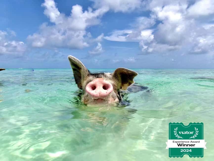 Nassau: Swimming Pigs and Private Beach Club Trip with Lunch - Rose Island break time: swimming, sightseeing near Green Cay, and turtle odds