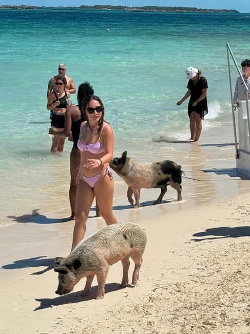 Nassau: Swimming Pigs and Turtles Boat Tour with Snorkeling - Montagu Beach dock start: where to be and how it runs