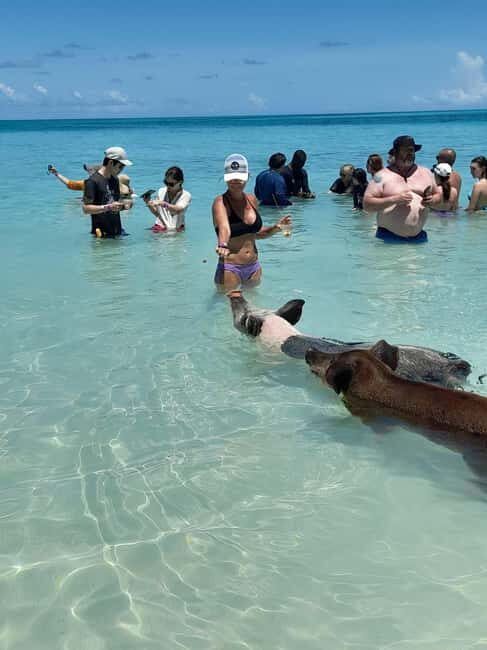 Nassau: Swimming Pigs Private Boat Tour - Up to 7 Persons - Pig Beach Stop: Photos, Snorkeling, And Optional Pig Interaction