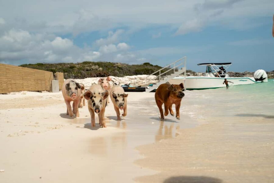 Nassau: Swimming Pigs, Snorkeling, Lunch, & Beach Boat Tour - The private beach setup: hammocks, games, and water toys