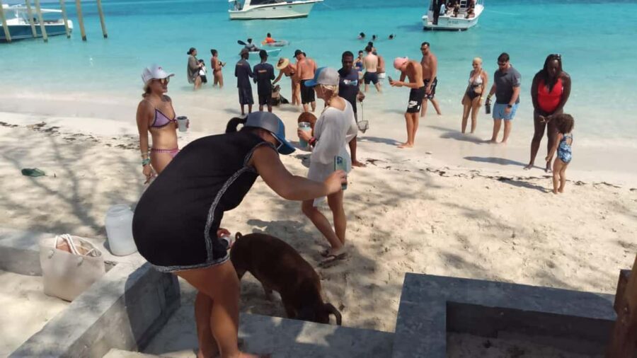 Nassau: Swimming with Pigs, Snorkeling, and Sightseeing Tour - Key points to know before you go