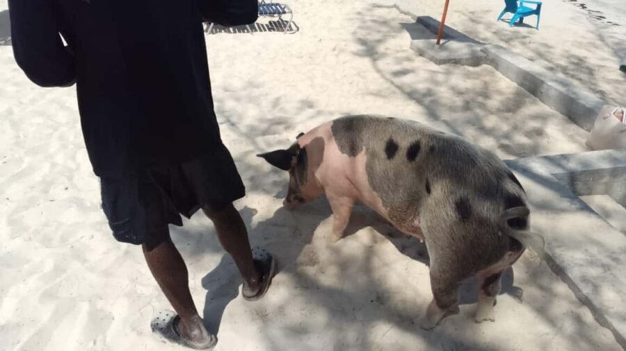 Nassau: Swimming with Pigs, Snorkeling, and Sightseeing Tour - Nassau speedboat tour: what makes this one work