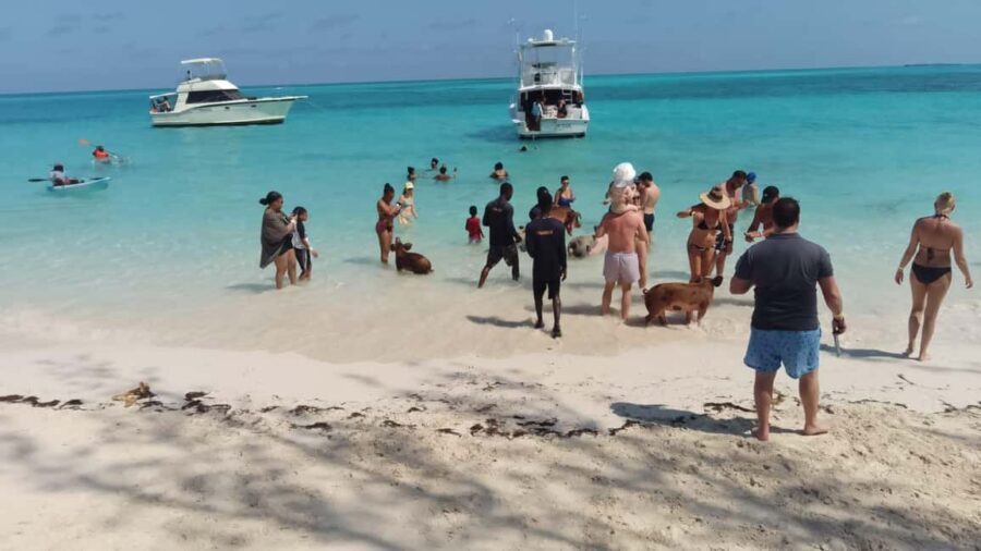 Nassau: Swimming with Pigs, Snorkeling, and Sightseeing Tour - What to bring and what to avoid