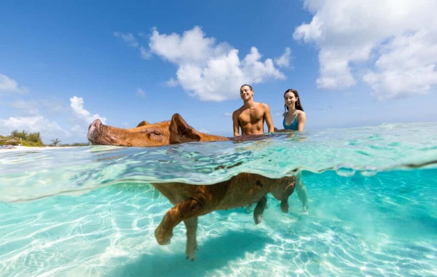 Paradise Island: Rose Island Tour with Swimming Pigs & Lunch - Boat Ride From the Paradise Island Ferry Terminal (and Why Timing Matters)