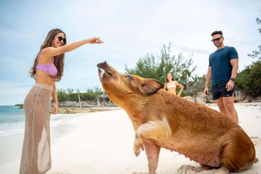 Paradise Island: Rose Island Tour with Swimming Pigs & Lunch - Swimming Pigs: Keeper-Led Sessions and Real Rules of the Day