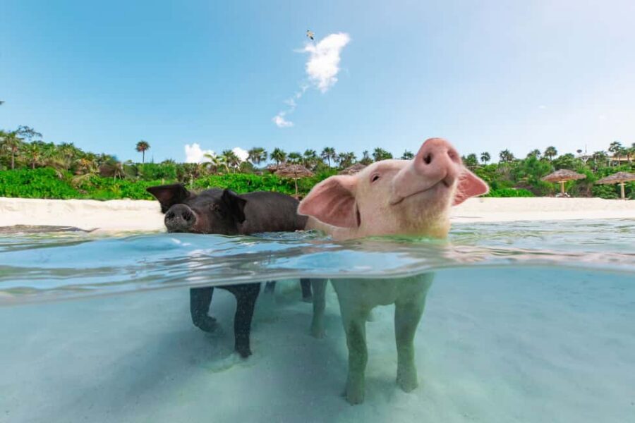 Paradise Island: Rose Island Tour with Swimming Pigs & Lunch - Price and What’s Actually Included in the $252