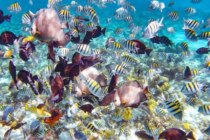 Pearl Island Bahamas Snorkeling Experience and Lunch - Key things that make this Pearl Island escape worth your time