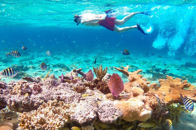 Pearl Island Bahamas Snorkeling Experience and Lunch - Snorkeling with a guide: timing, what you’ll see, and who it suits