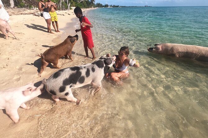 Private GroupTour Pigs/Turtles/Snorkeling/Lunch/Pickup/Dropoff - The 4-hour flow in Nassau: coral, turtles, pigs, conch