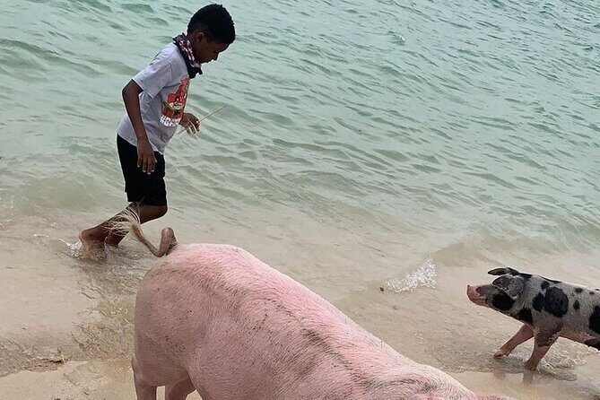 Private GroupTour Pigs/Turtles/Snorkeling/Lunch/Pickup/Dropoff - Pickup, drop-off, and how Captain Mario keeps it calm