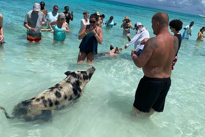 Private Rose Island, Swimming Pigs, Snorkeling and Turtles - From Nassau Cruise Terminal to Islands: The Private-Boat Reality