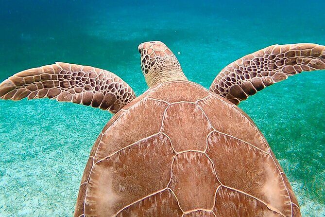 Private Rose Island, Swimming Pigs, Snorkeling and Turtles - Captain Flexibility: The Real Secret Sauce on This Tour