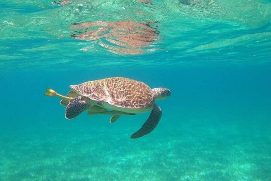 Rose Island Adventure: Turtle, Swim and Snorkel - Snorkeling at Sun Cay: how the turtle swim works