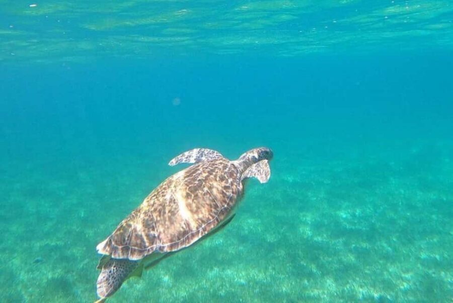 Rose Island Adventure: Turtle, Swim and Snorkel - Crew and vibe: why this trip gets repeat love