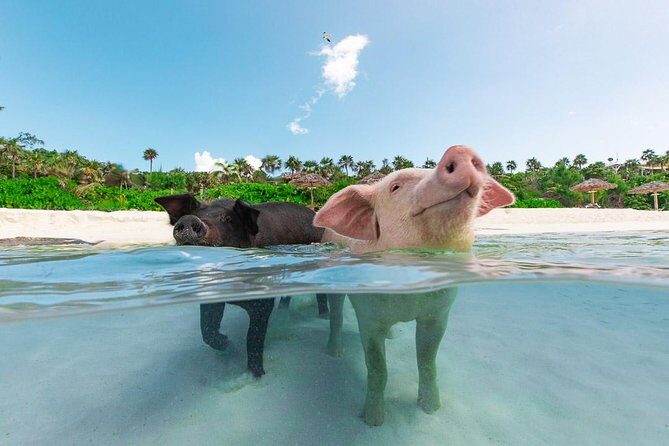 Sandy Toes The Original Rose Island and Swimming Pigs Tour - Key things to know before you go