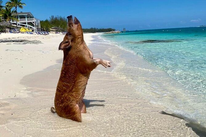 Sandy Toes The Original Rose Island and Swimming Pigs Tour - Snorkeling time: easy gear access and a safety-first feel