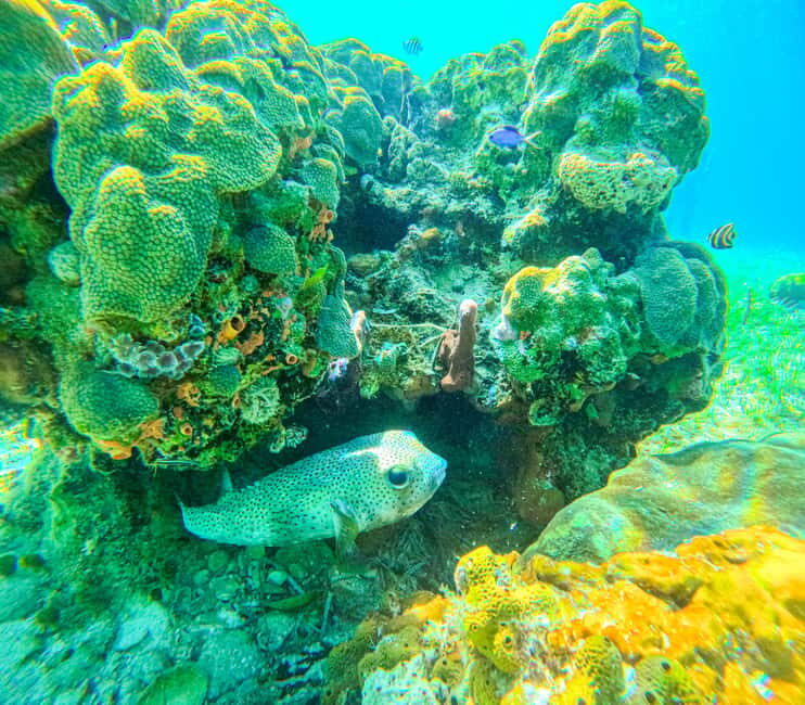 SunCay Private Oceanview Villa up to 6 with Lunch and Ferry - The Snorkeling Part: Sculpture Park, Coral Areas, and a Shipwreck