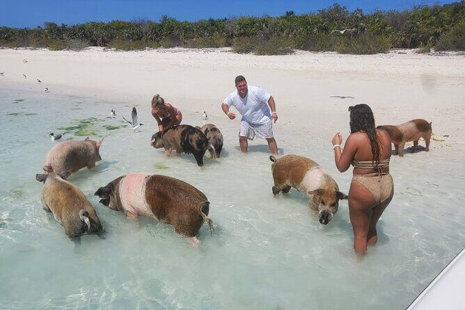 Swim with the Pigs and Explore Caves in Nassau - Questions to ask before you book (so your day matches the ad)