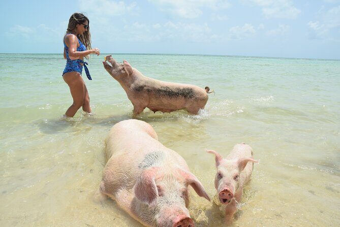 Swimming with Pigs in Nassau, Transportation Included - Key things to know before you go