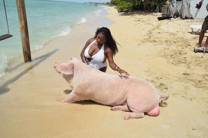 Swimming with Pigs in Nassau, Transportation Included - Rose Island by van, karaoke, and a quick boat hop