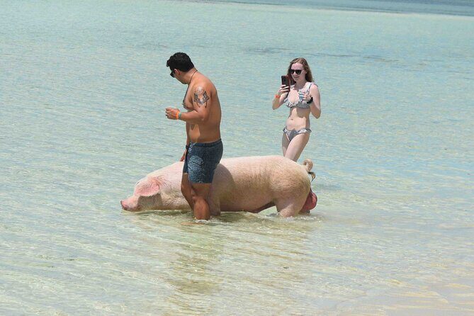 Swimming with Pigs in Nassau, Transportation Included - Price and value: what $179 buys you in real terms