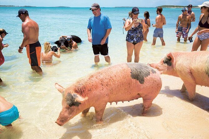 Swimming with Pigs in Nassau, Transportation Included - Fort Montagu to Rose Island: what the schedule really feels like
