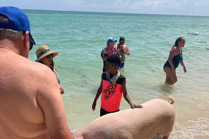 Ultimate SeaXscape Pigs/Turtles/Snorkel/Lunch/Drinks/PU/DO - Price and Value: Is $199 Fair for What You Get?